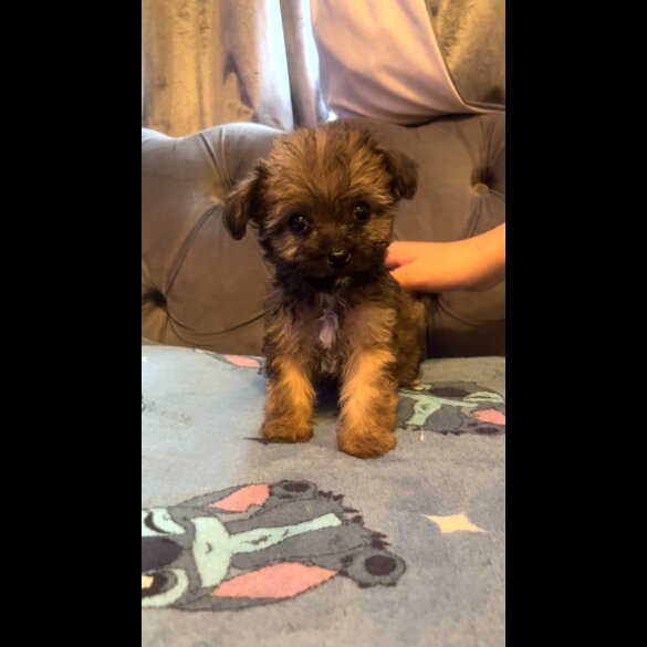 Shihpoo