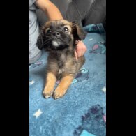Shihpoo