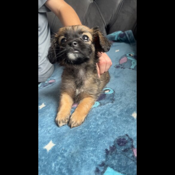 Shihpoo