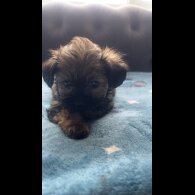 Shihpoo