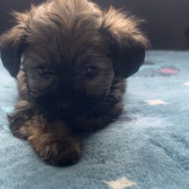 Shihpoo