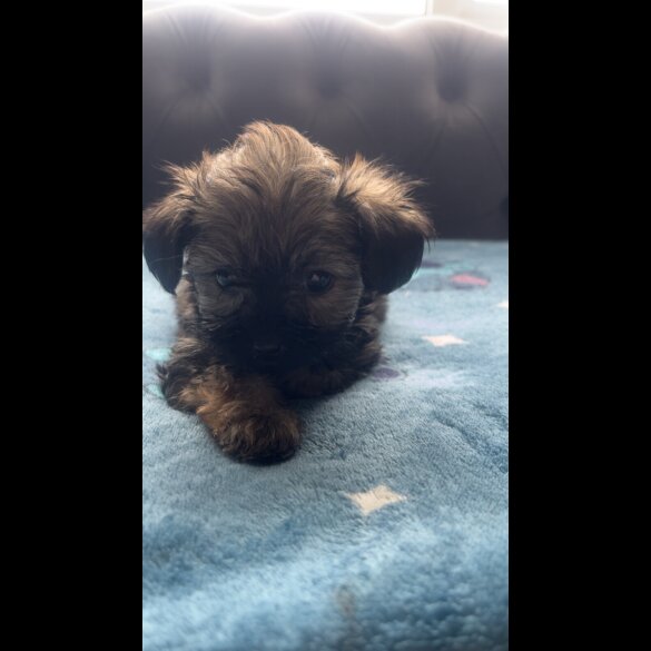 Shihpoo
