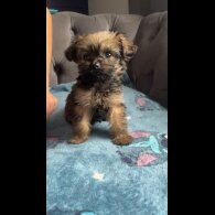 Shihpoo