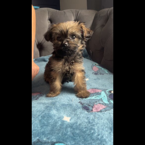 Shihpoo
