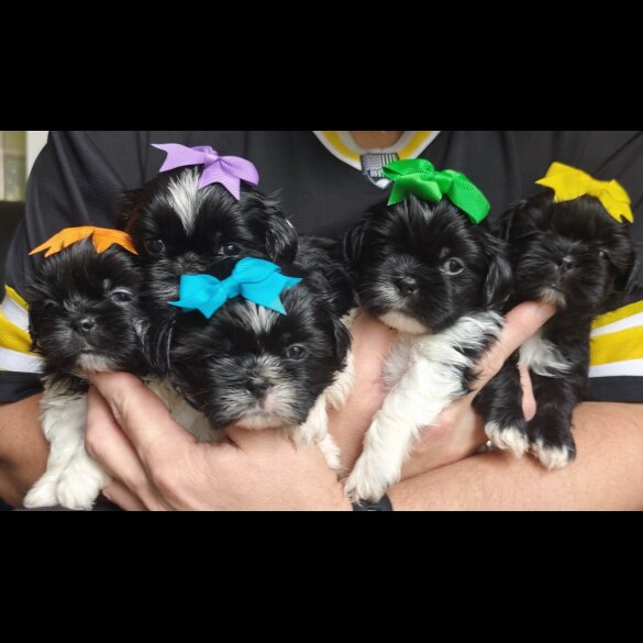 Shih Tzu