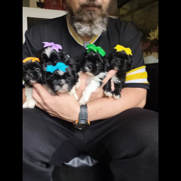 Shih Tzu