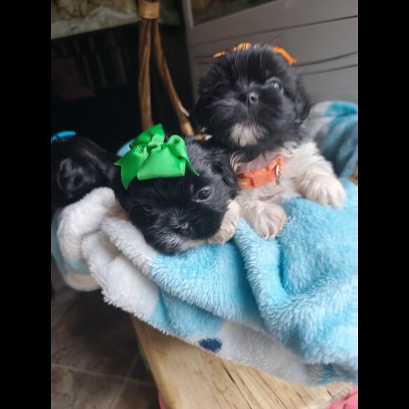 Shih Tzu