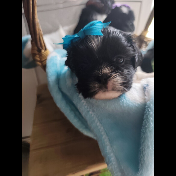 Shih Tzu
