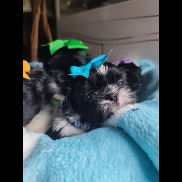 Shih Tzu