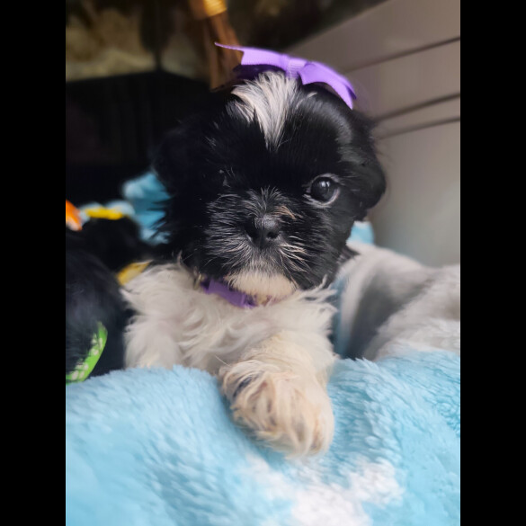 Shih Tzu