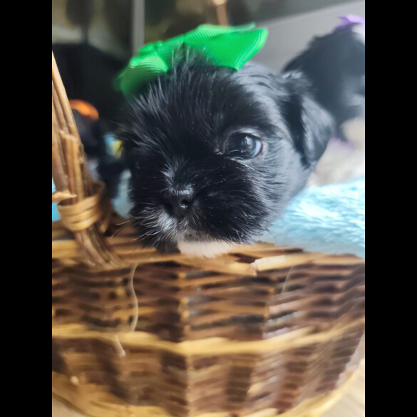 Shih Tzu