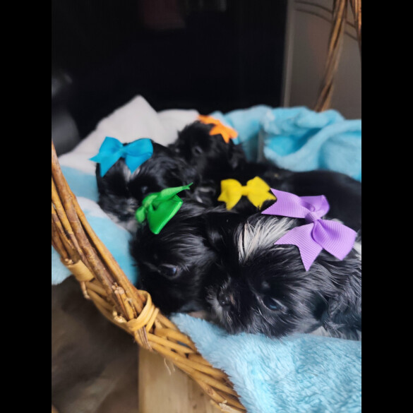 Shih Tzu