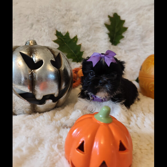 Shih Tzu