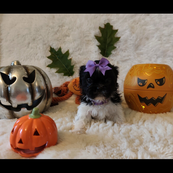 Shih Tzu