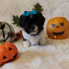 Shih Tzu