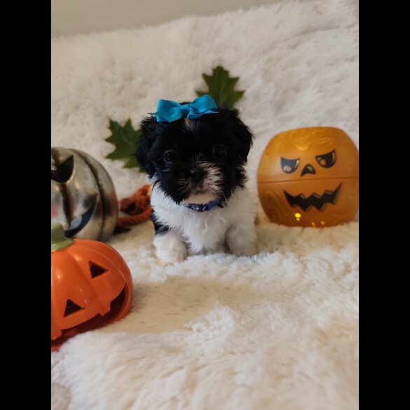 Shih Tzu