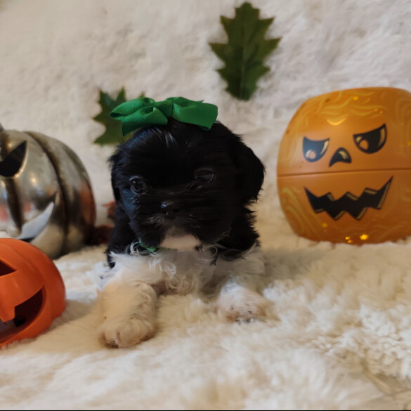 Shih Tzu