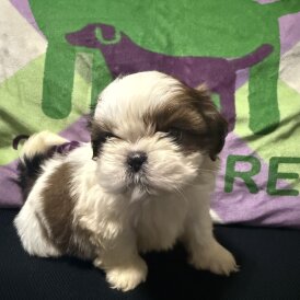 Shih Tzu