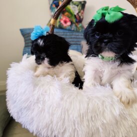Shih Tzu