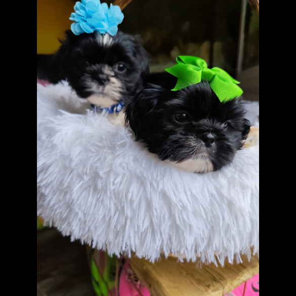 Shih Tzu