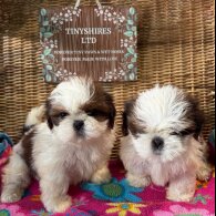Shih Tzu