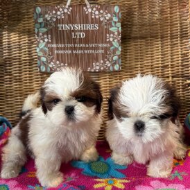 Shih Tzu
