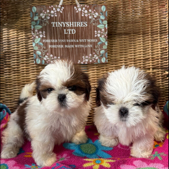Shih Tzu