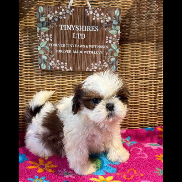 Shih Tzu