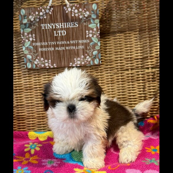 Shih Tzu
