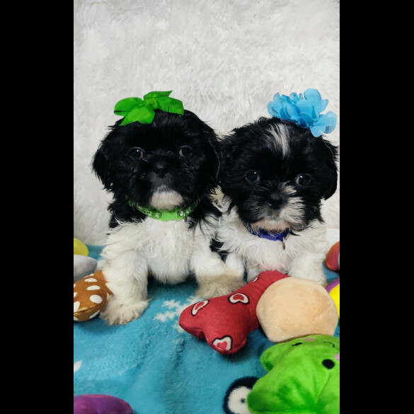 Shih Tzu