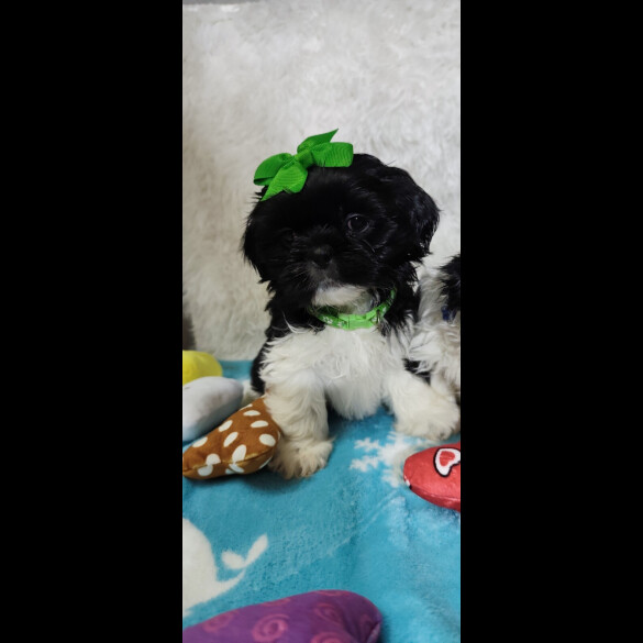Shih Tzu