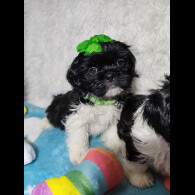 Shih Tzu