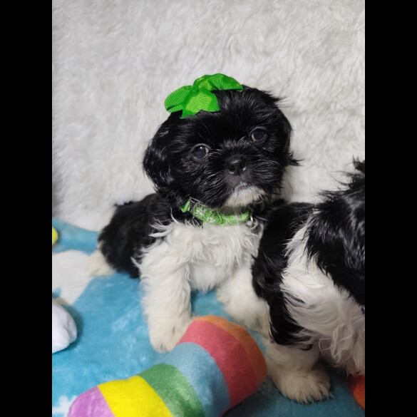 Shih Tzu