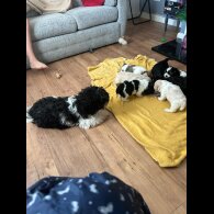 Shihpoo