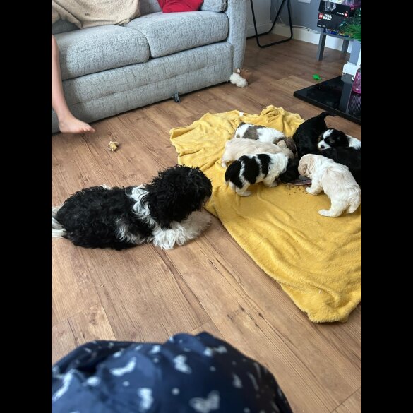 Shihpoo