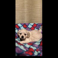 Shihpoo