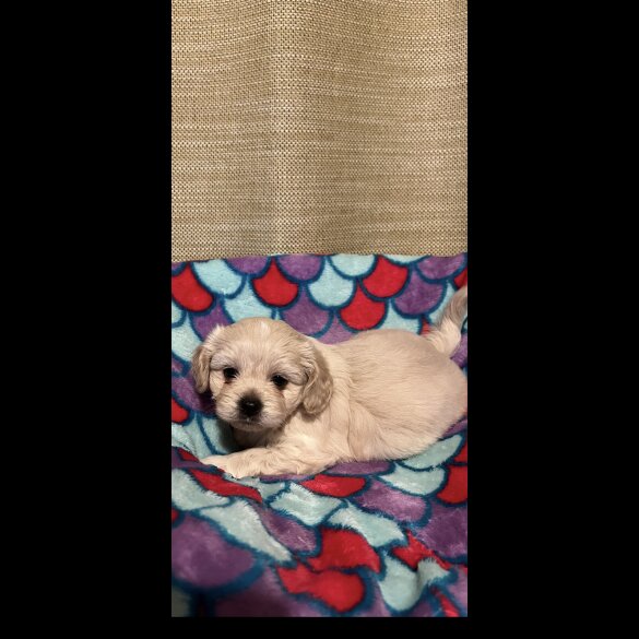 Shihpoo