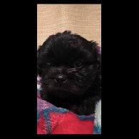 Shihpoo