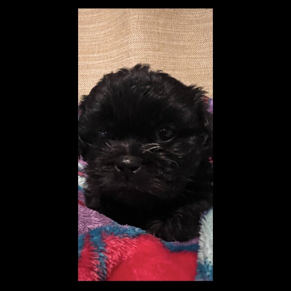 Shihpoo