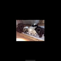 Shihpoo