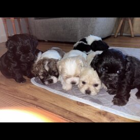 Shihpoo