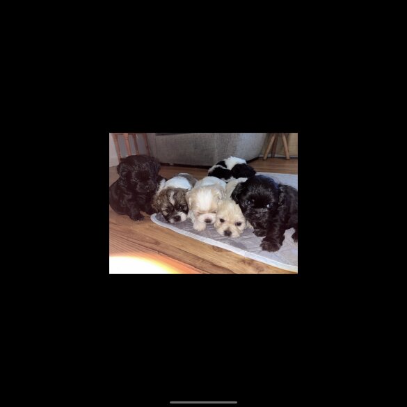 Shihpoo