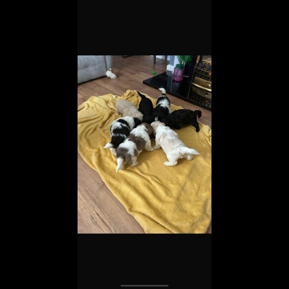 Shihpoo
