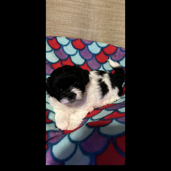 Shihpoo
