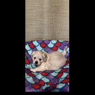 Shihpoo
