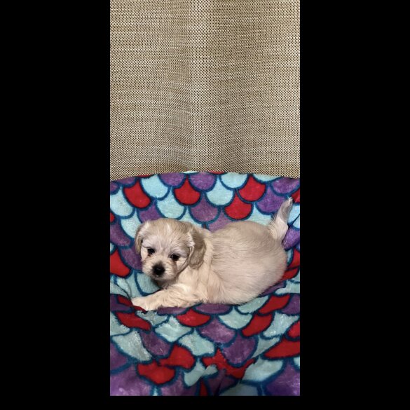 Shihpoo