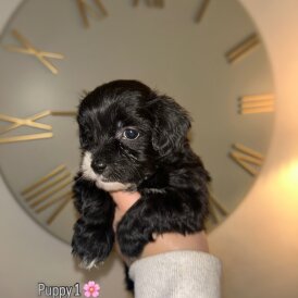 Shihpoo - Both
