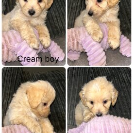 Shihpoo - Both