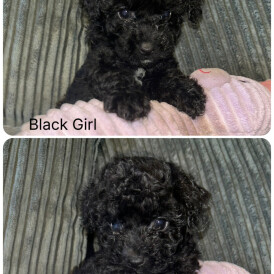 Shihpoo - Both