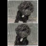Shihpoo - Both